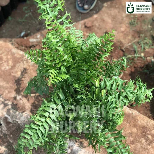 Boston Fern, Boston Fern plant, Nephrolepis Exaltata, Sword Fern , Sword Fern Plant, Boston Fern in Bulk,
