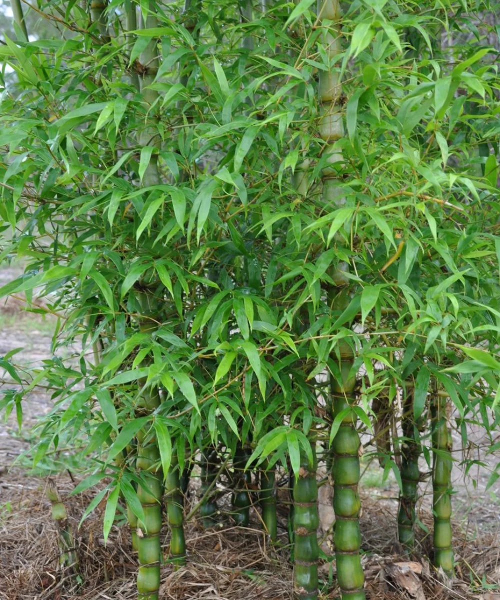 Buddha Belly Bamboo, Buddha Bamboo, Bambusa ventricosa, Bamboo Plant At Wholesale, Wholesale Bamboo Palm Supplier, Wholesale Bamboo Palm, Bamboo Plant Supplier, Wholesale Bamboo Plant Supplier, Wholesale Bamboo Plants, Bamboo Plants At Wholesale, Bamboo Plants, Bamboo Plant Nursery
