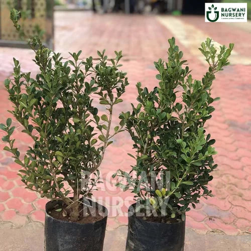 Buxus | Buxus Sempervirens | Bagwani Nursery