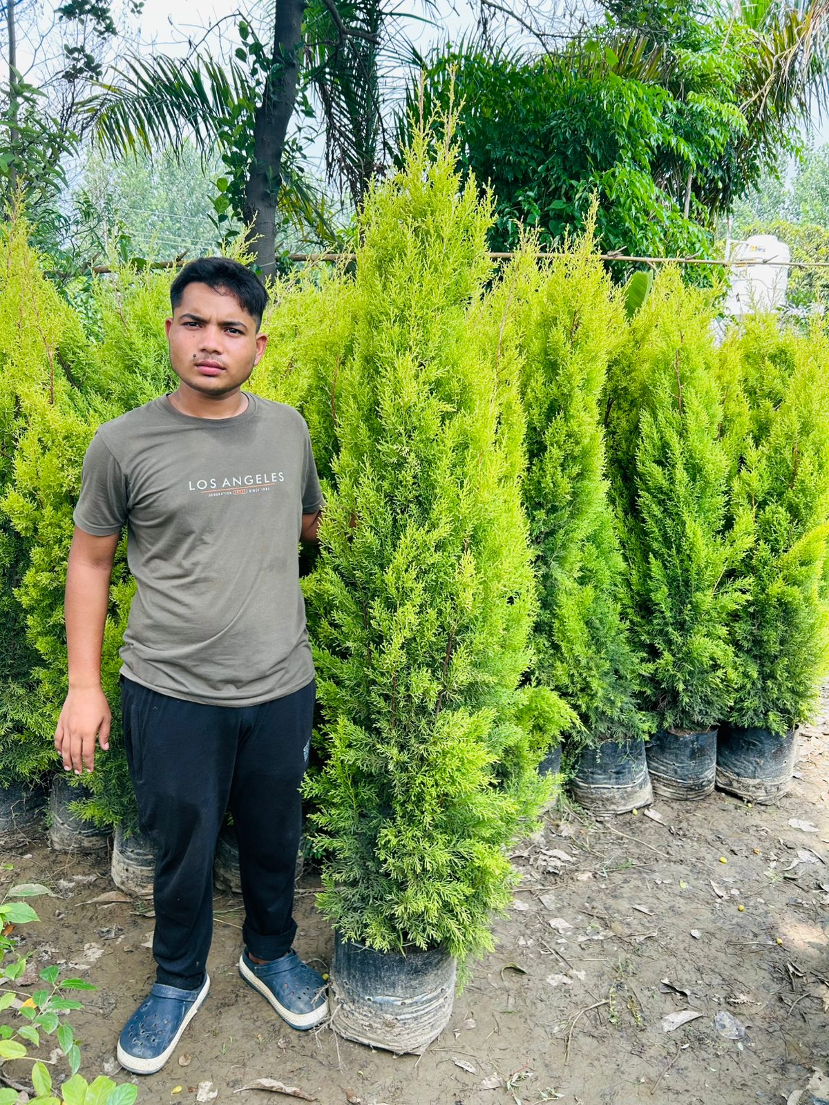 Golden Cypress in Wholesale – Buy Direct from Bagwani Nursery Saharanpur