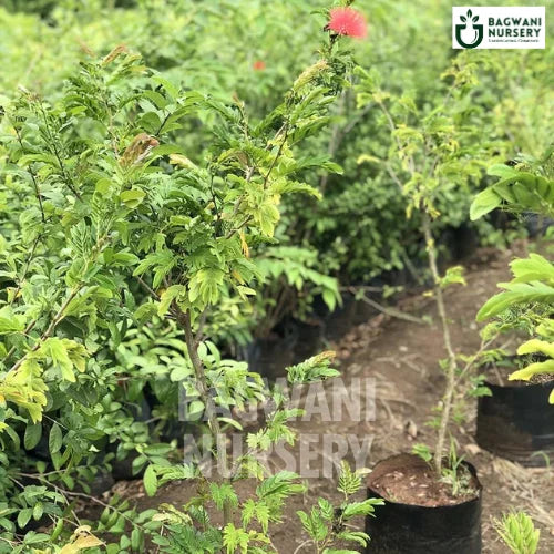 Calliandra Haematocephala, Calliandra Haematocephala plant, Red Powder Puff, Powder Puff Tree, Red Calliandra Plant, Powder Puff Tree in Bulk,