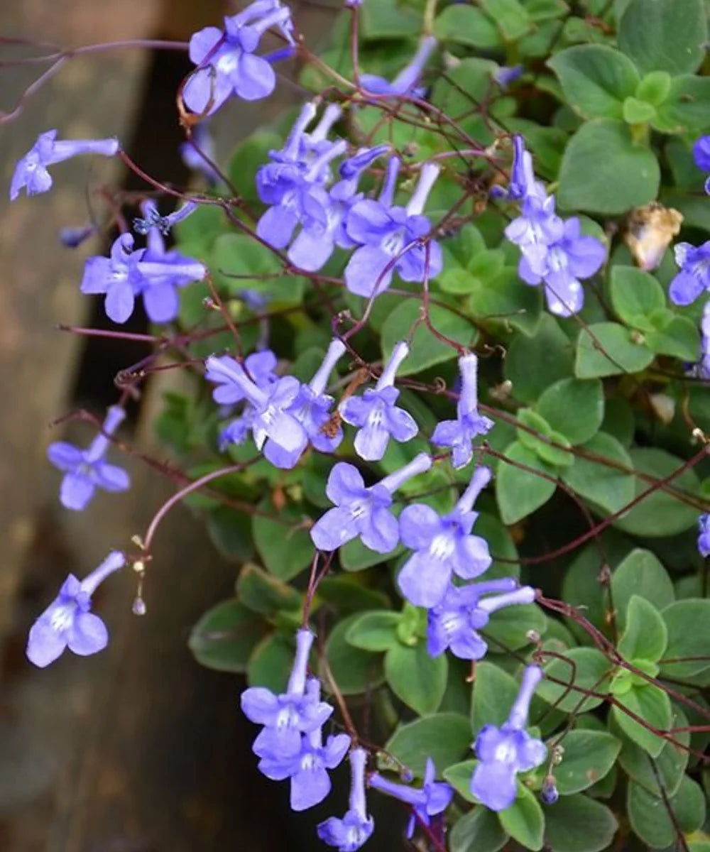 Cape Primrose, Streptocarpus Saxorum, Ornamental Plant, Creeper, Shrub, Bagwani Nursery, Wholesale Plant Supplier, Wholesale Plant Nursery, Nursery in India, Landscaping Company, Plant Exporter in India