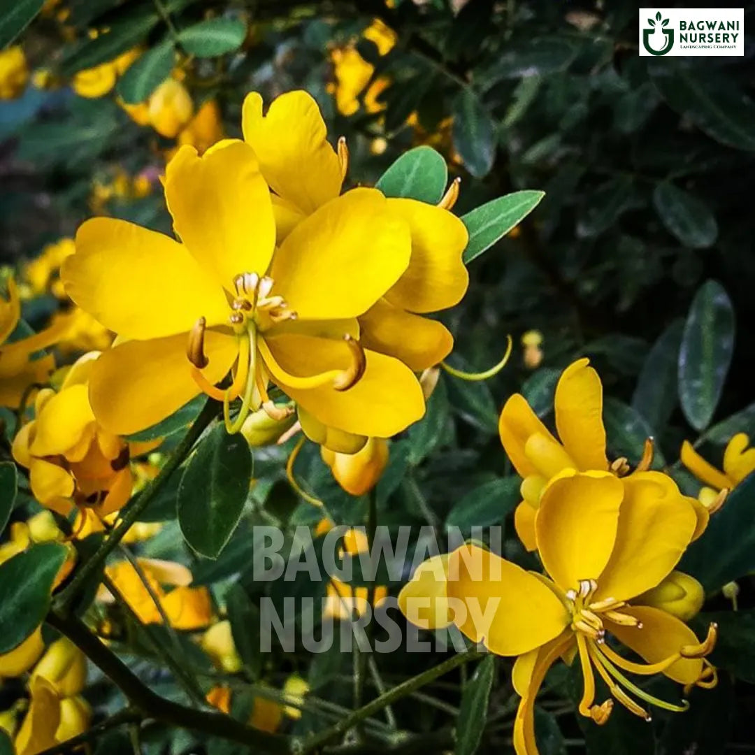 Cassia Glauca tree Supplier, Glossy Shower Tree, Cassia Glauca Supplier in India, Wholesale Cassia Glauca, Wholesale Cassia Glauca Supplier, Glossy Shower Tree Tree, Best Cassia Glauca Nursery, Cassia Glauca in India, Bulk Cassia Glauca Supplier, Timber Tree, Timber Tree Nursery, Wholesale Timber Tree Supplier, Best Timber Tree Nursery in India,