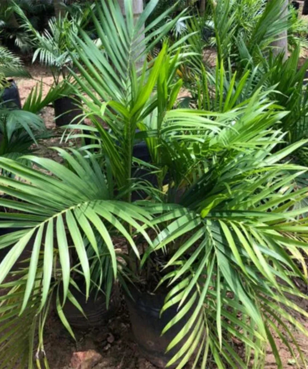 Cat Palm, Chamaedorea Cataractarum, Cascade palm, Cataract Palm, Indoor Plant, Ornamental Plant, Palm Plant, Bagwani Nursery, Wholesale Plant Supplier, Wholesale Plant Nursery, Nursery in India, Landscaping Company in India, Plant Exporter in India
