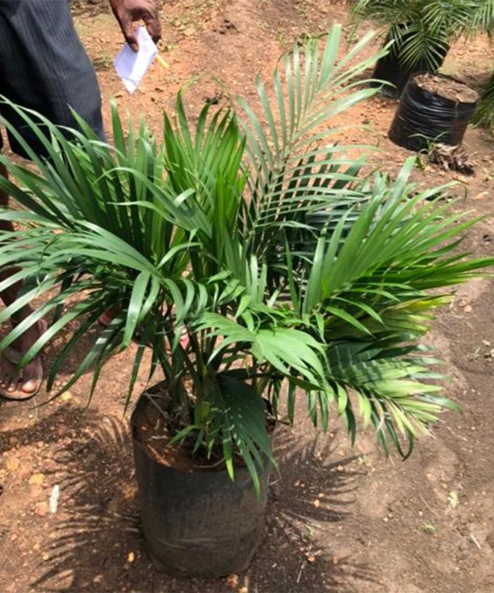 Cat Palm (Chamaedorea cataractarum)