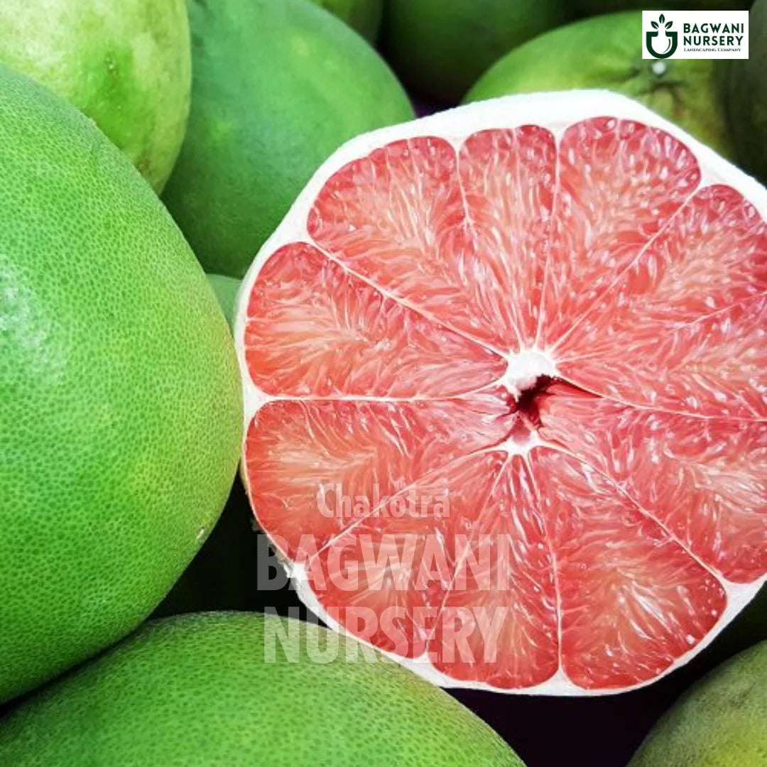 Pomelo tree Supplier, Citrus Maxima, Pomelo tree Supplier in India, Wholesale Chakotra, Wholesale Pomelo Supplier, Pomelo Tree, Best Pomelo Nursery, Citrus Maxima in India, Bulk Chakotra Supplier, Fruit Tree, Fruit Tree Nursery, Wholesale Fruit Tree Supplier, Best Fruit Tree Nursery in India,