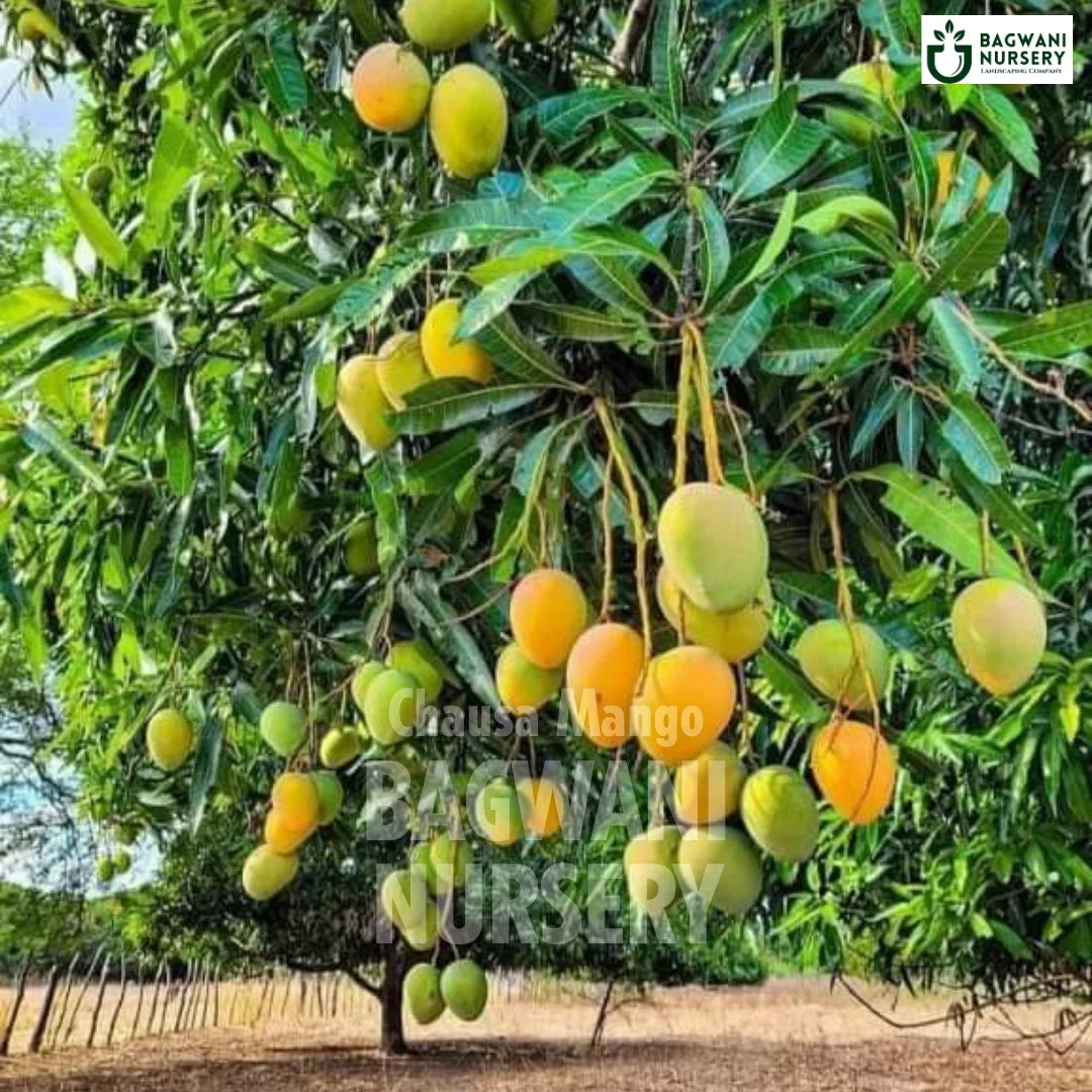 Chausa Mango tree Supplier, Mangifera Indica, Chausa Mango tree Supplier in India, Wholesale Chausa Mango, Wholesale Chausa Mango Supplier, Chausa Mango Tree, Best Chausa Mango Nursery, Mangifera Indica in India, Bulk Chausa Mango Supplier, Fruit Tree, Fruit Tree Nursery, Wholesale Fruit Tree Supplier, Best Fruit Tree Nursery in India,