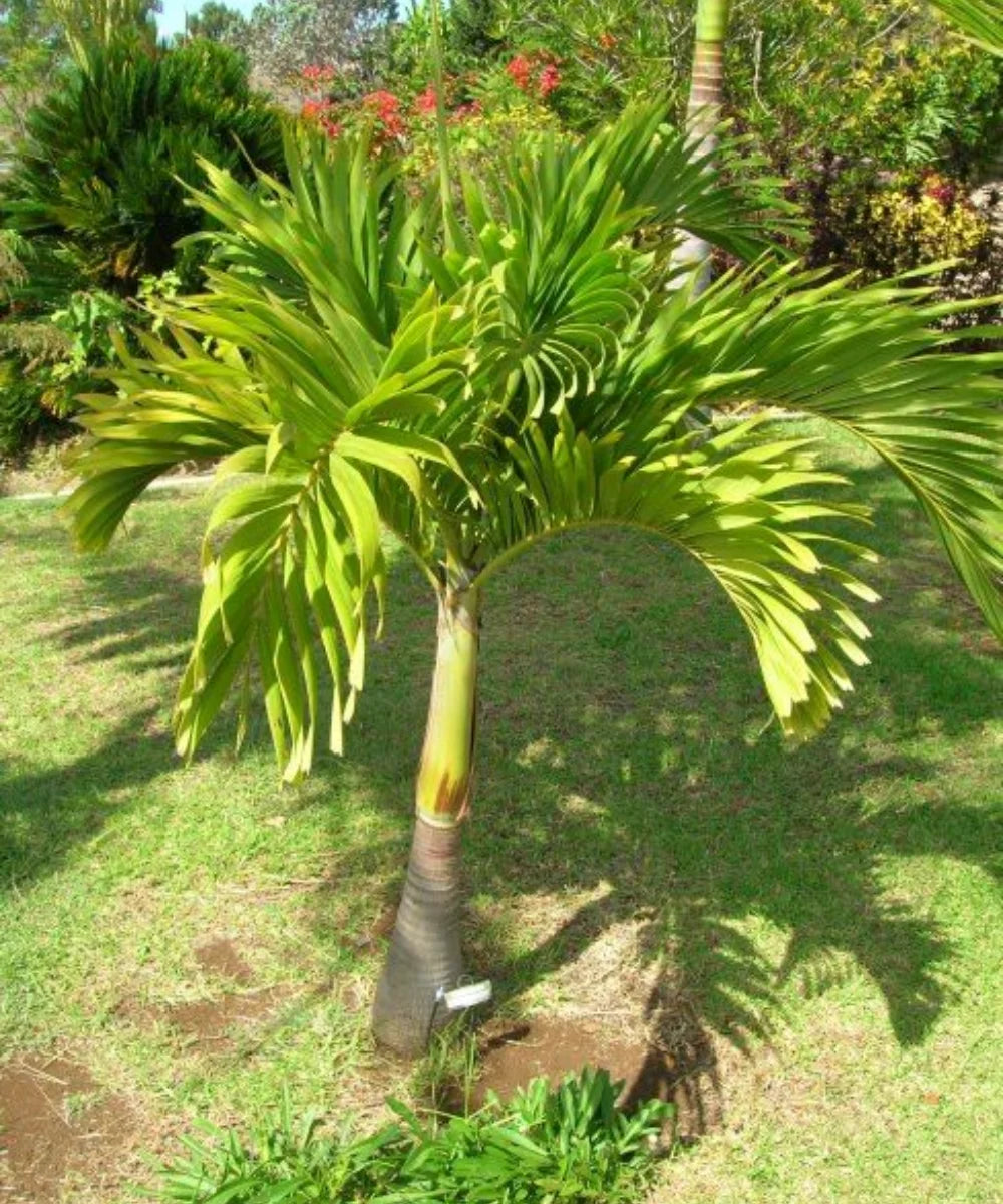 Christmas Palm, Adonidia merrillii, Veitchia merrillii, Manila Palm, Palm Tree, Landscaping Tree, Ornamental Tree, Bagwani Nursery, Wholesale Plant Supplier, Wholesale Nursery plant, Wholesale Plant Nursery in India, Nursery in India, Landscaping Company, Plant Exporter in India