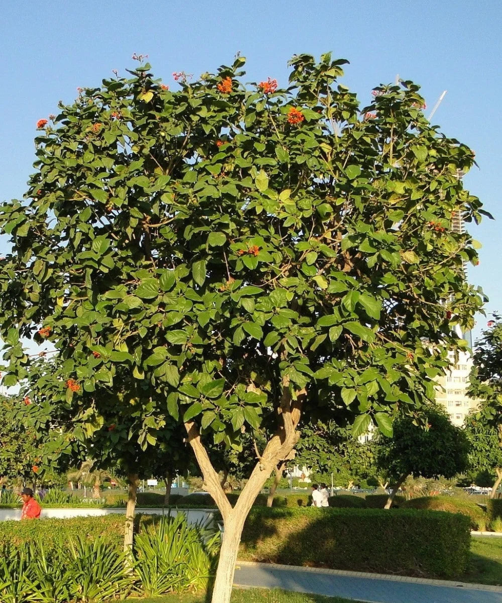 Geiger Tree, Scarlet Cordia, Orange Geiger, Cordia sebestena, Bagwani Nursery, Wholesale Plant Nursery in India, Landscaping Company in India, Nursery in India, Plant Exporter in India
