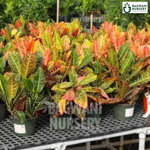 Croton, Croton plant, Codiaeum Variegatum, Croton Tree, Codiaeum Variegatum Plant, Croton Plant Tree in Bulk,