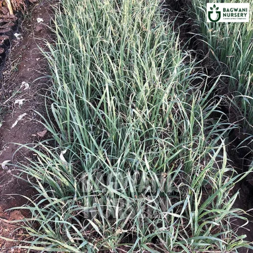 Lemon Grass, Lemon Grass plant, Cymbopogon Citratus, Lemon Grass Tree, Cymbopogon Citratus Plant, Lemon Grass Plant Tree in Bulk,