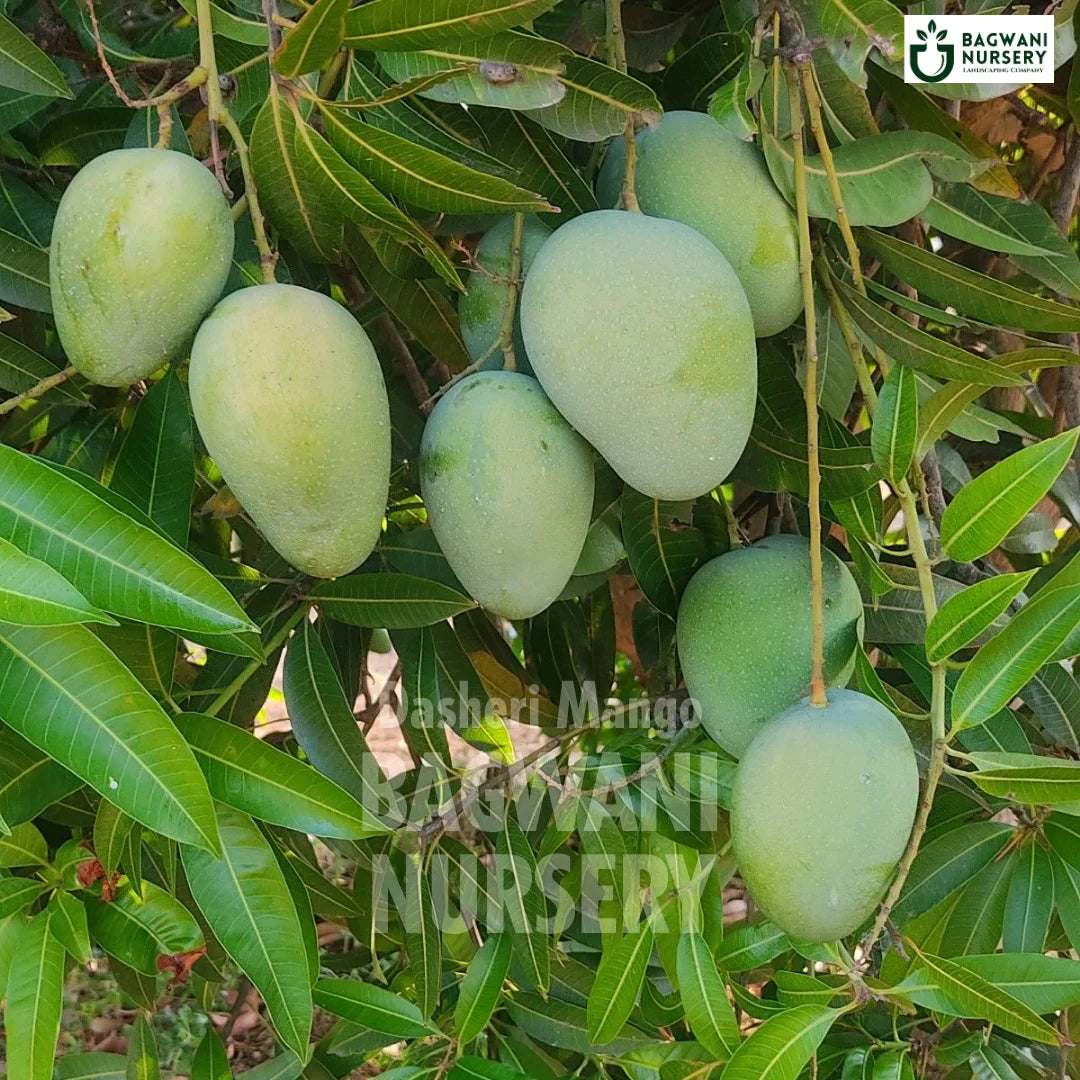 Dasheri Mango tree Supplier, Mangifera Indica, Dasheri Mango tree Supplier in India, Wholesale Dasheri Mango, Wholesale Dasheri Mango Supplier, Dasheri Mango Tree, Best Dasheri Mango Nursery, Mangifera Indica in India, Bulk Dasheri Mango Supplier, Fruit Tree, Fruit Tree Nursery, Wholesale Fruit Tree Supplier, Best Fruit Tree Nursery in India,