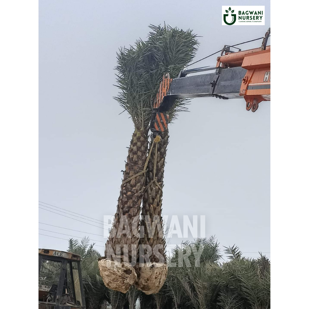date palm, date palm trees, phoenix dactylifera, wholesale date palm, bagwani nursery wholesale plant supplier, nursery in India