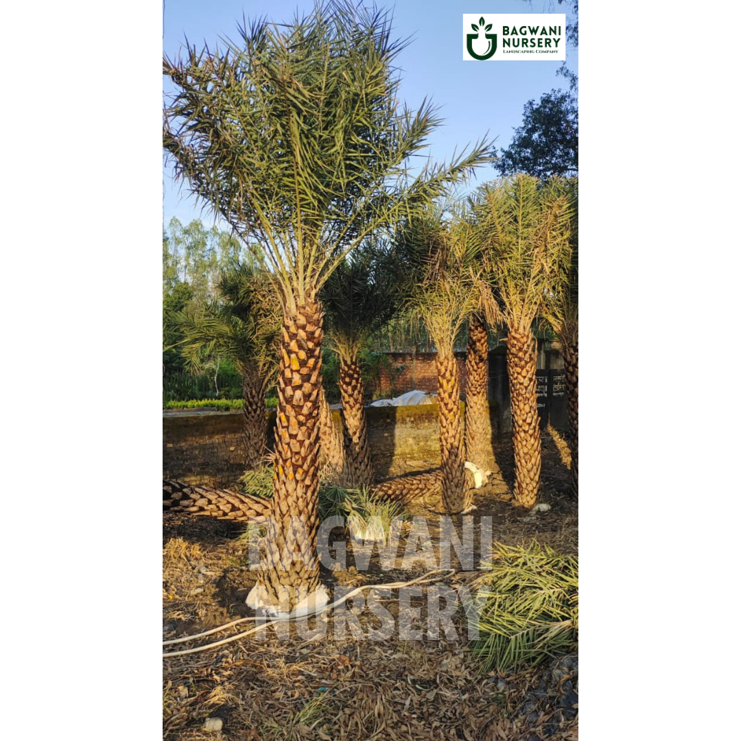 date palm, date palm trees, phoenix dactylifera, wholesale date palm, bagwani nursery wholesale plant supplier, nursery in India