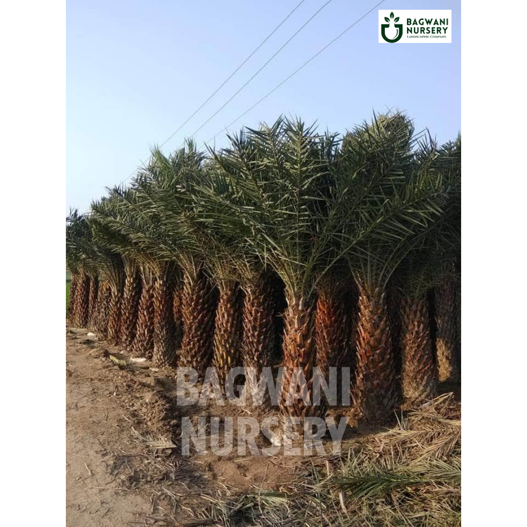 date palm, date palm trees, phoenix dactylifera, wholesale date palm, bagwani nursery wholesale plant supplier, nursery in India