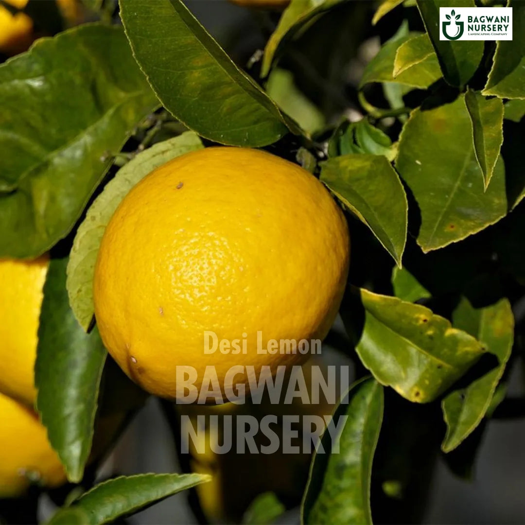 Desi Lemon tree Supplier, Citrus limon, Desi Lemon tree Supplier in India, Wholesale Desi Lemon, Wholesale Desi Lemon Supplier, Desi Lemon Tree, Best Desi Lemon Nursery, Citrus limon in India, Bulk Desi Lemon Supplier, Fruit Tree, Fruit Tree Nursery, Wholesale Fruit Tree Supplier, Best Fruit Tree Nursery in India,