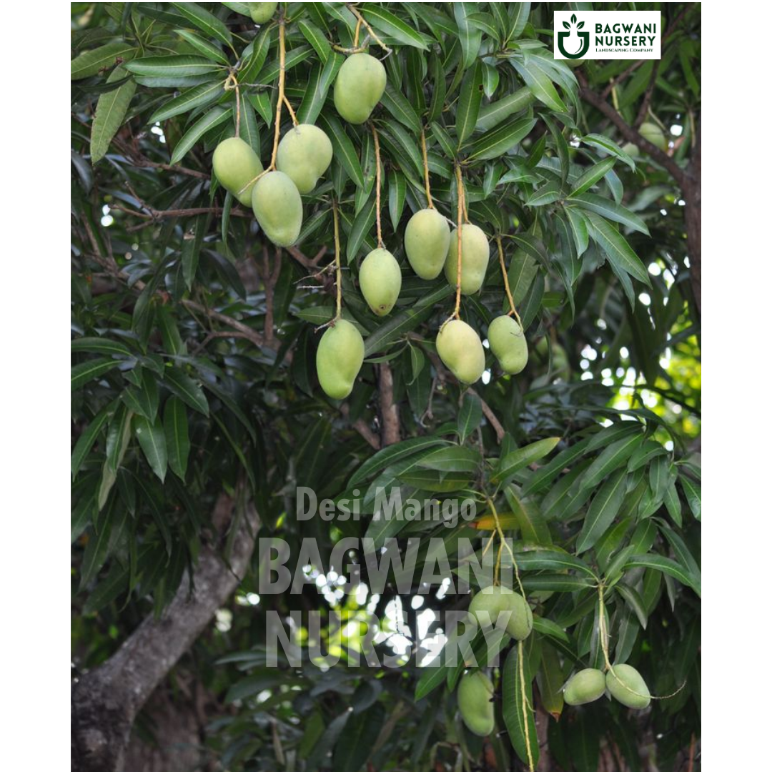 Desi Mango tree Supplier, Mangifera Indica, Desi Mango tree Supplier in India, Wholesale Desi Mango, Wholesale Desi Mango Supplier, Desi Mango Tree, Best Desi Mango Nursery, Mangifera Indica in India, Bulk Desi Mango Supplier, Fruit Tree, Fruit Tree Nursery, Wholesale Fruit Tree Supplier, Best Fruit Tree Nursery in India,