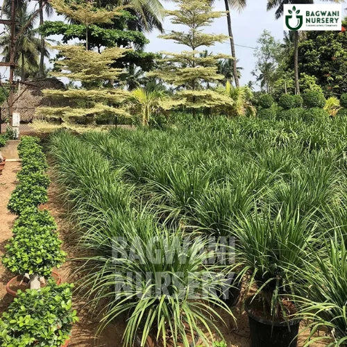 Dracaena Draco Multihead | Dragon Tree | Bagwani Nursery