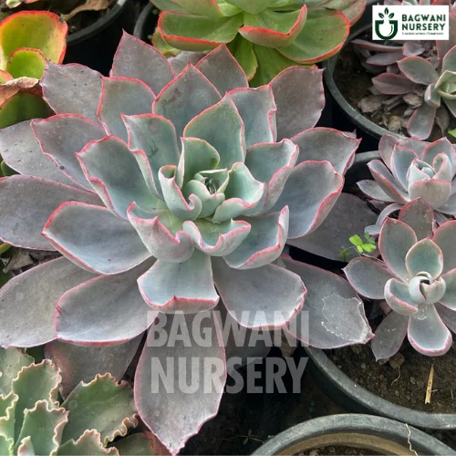 desmetiana succulent Echeveria Desmetiana Succulents | Blue Echeveria | Bagwani Nursery