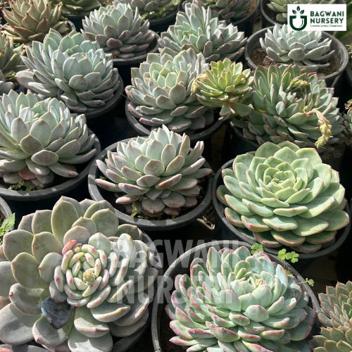 succulents india Echeveria Elegans Succulents | Mexican Snowball | Bagwani Nursery