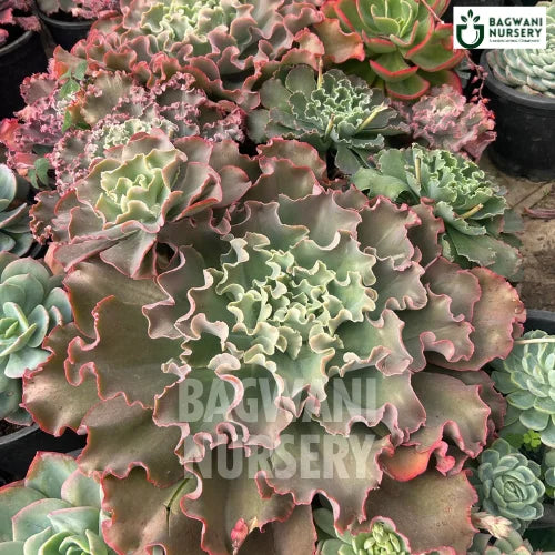 succulent suppliers Echeveria Shaviana Succulents | Ruffled Echeveria