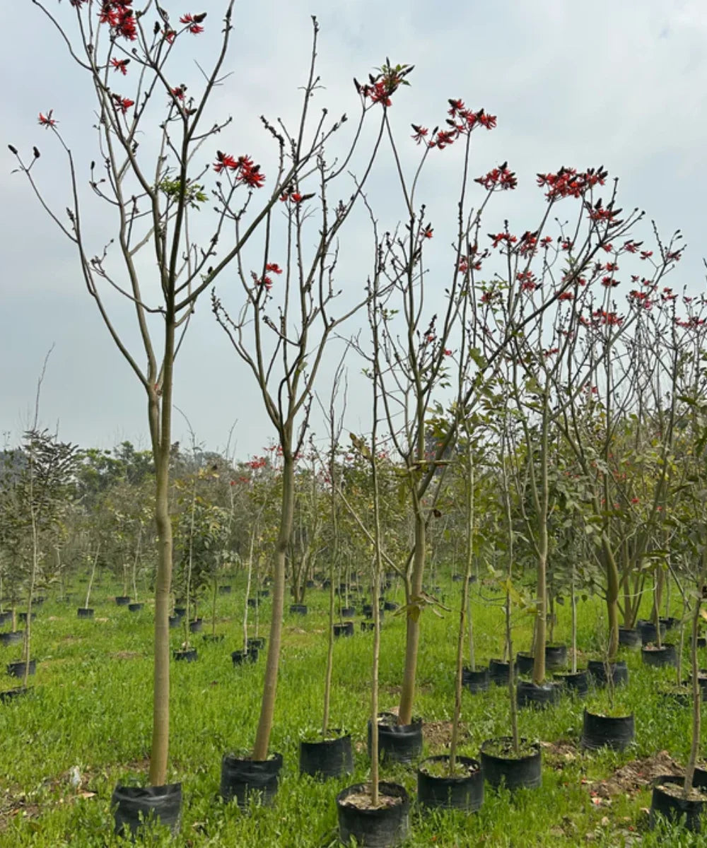 Erythrina Indica, Indian Coral Tree, Tota Tree, Erythrina Indica, Indian Coral Tree, Tota Tree, Coral Tree India, Erythrina Indica for landscaping, ornamental trees India, avenue plantation trees, flowering trees India, red flower tree, landscaping trees wholesale, Bagwani Nursery plants, Bagwani Nursery, Wholesale Plant Supplier, Nursery in India, Landscaping Company in India, Plant Exporters in India