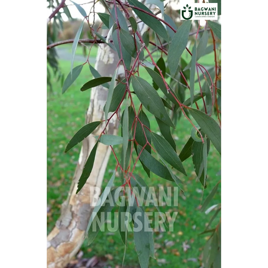 Eucalyptus tree Supplier, Eucalyptus , Eucalyptus Supplier in India, Wholesale Eucalyptus, Wholesale Eucalyptus Supplier, Eucalyptus Tree, Best Eucalyptus Nursery, Eucalyptus in India, Bulk Eucalyptus Supplier, Timber Tree, Timber Tree Nursery, Wholesale Timber Tree Supplier, Best Timber Tree Nursery in India,