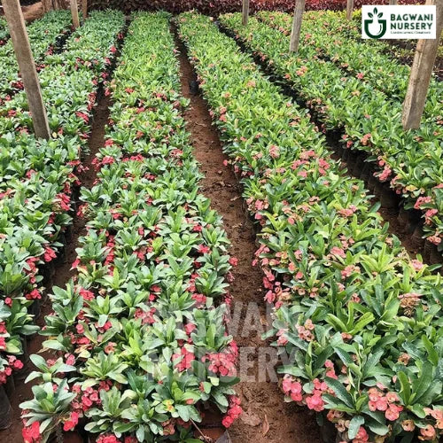 Crown of Thorns, Crown of Thorns plant, Euphorbia Milii, Crown of Thorns Tree, Euphorbia Milii Plant, Crown of Thorns Plant Tree in Bulk,