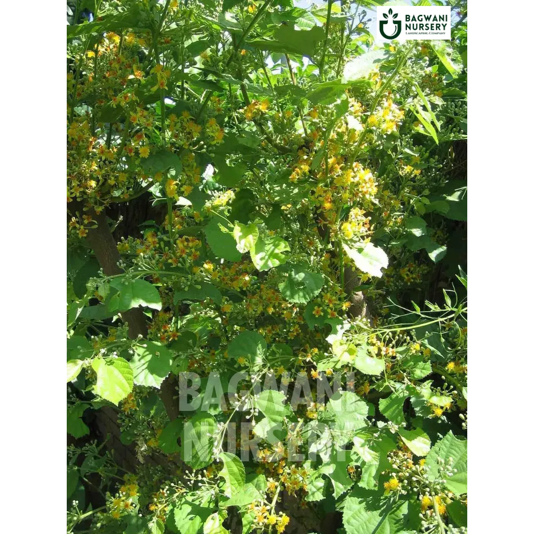 Phalsa tree Supplier, Grewia Asiatica, Phalsa Supplier in India, Wholesale Phalsa, Wholesale Phalsa Supplier, Phalsa Tree, Best Phalsa Nursery, Phalsa in India, Bulk Phalsa Supplier, Timber Tree, Timber Tree Nursery, Wholesale Timber Tree Supplier, Best Timber Tree Nursery in India,