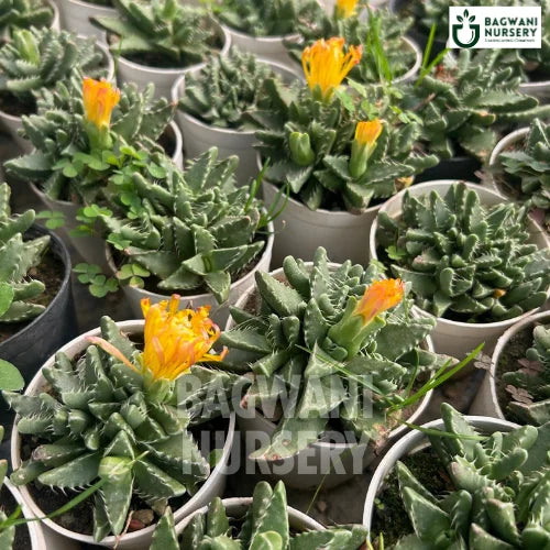 Faucaria Tigrina Succulents | Tiger's Jaw | Bagwani Nursery