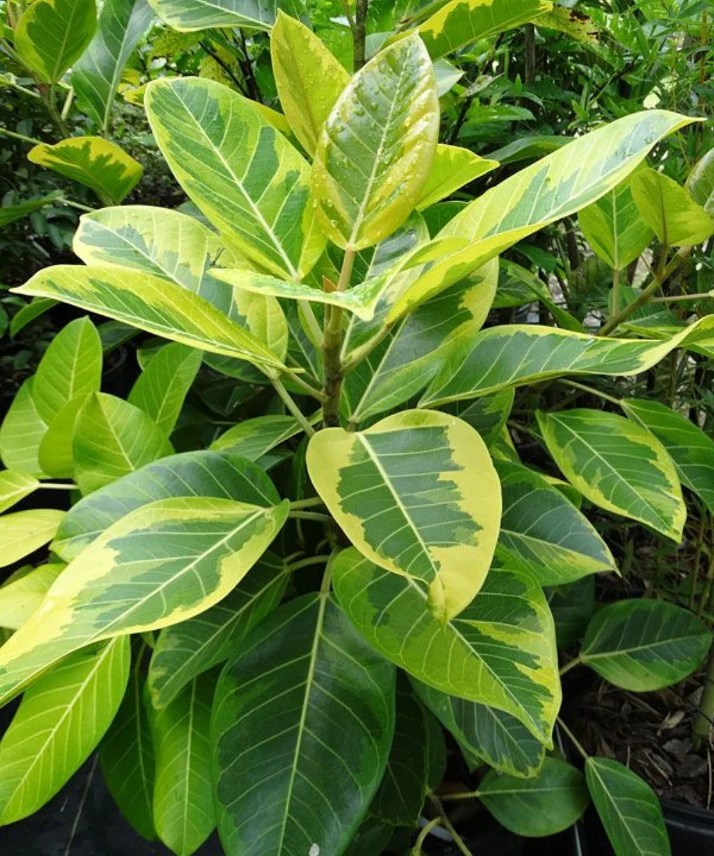 Ficus Altissima, Council Tree, Lofty Fig, Yellow Gem Fig, Ficus altissima for landscaping, ornamental trees India, evergreen landscaping trees, avenue plantation trees, shade trees India, Bagwani Nursery, Nursery in India, Wholesale Plant Supplier, Wholesale Plant Nursery in India, Plant Exporter in India, Landscaping Company in India