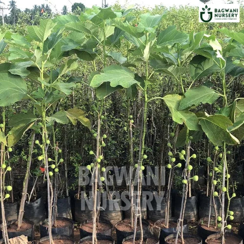 Ficus Carica| Fig Plant | Bagwani Nursery | Wholesale Plant Supplier