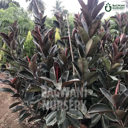 Ficus Elastica | Rubber Fig | Black Rubber Plant | Bagwani Nursery | Wholesale Plant Supplier
