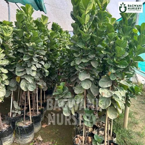 fiddle leaf fig hindi name Ficus Lyrata | Fiddle-leaf Fig Tree | Bagwani Nursery
