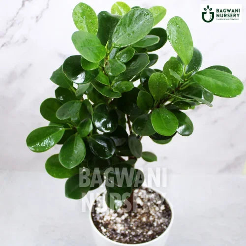 Ficus Moclame | Ficus Microcarpa | Bagwani Nursery | Wholesale Plant Supplier