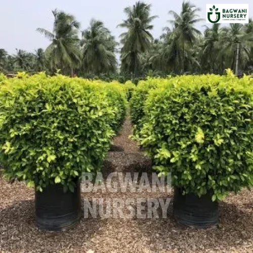 Ficus Panda | Indian Laurel Fig | Bagwani Nursery | Wholesale Plant Supplier
