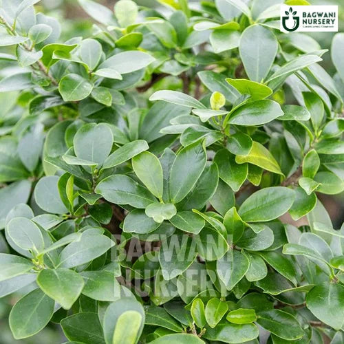 Ficus Pumila | Creeping Fig | Bagwani Nursery | Wholesale Plant Supplier