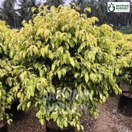 Ficus Reginald | Bagwani Nursery | Wholesale Plant Supplier