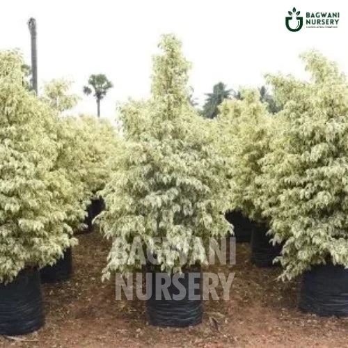 Ficus Starlight | Weeping Fig | Bagwani Nursery | Wholesale Plant Supplier