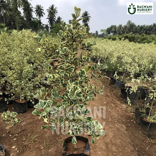 Ficus Triangularis | Triangle Fig | Bagwani Nursery | Wholesale Plant Supplier