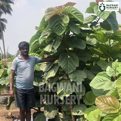 Ficus Auriculata | Elephant Ear Fig Plant | Bagwani Nursery | Wholesale Plant Supplier