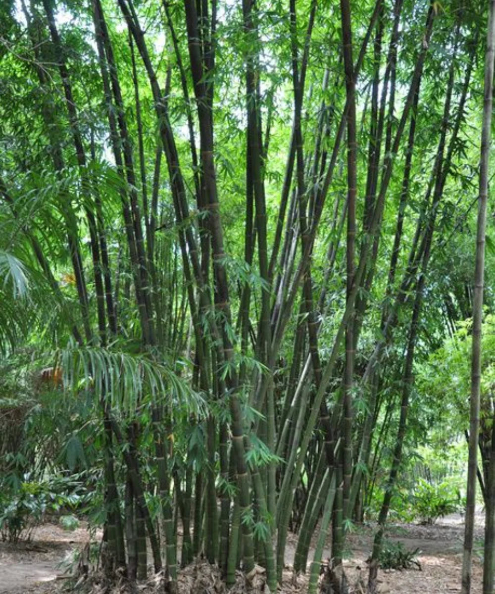 Gaint Bamboo, Giant Bamboo, Dragon Bamboo, Dendrocalamus giganteus, "Dragon Bamboo, Giant Dendrocalamus, Giant Thornless Bamboo, bhalu bans", Giant Bamboo At Wholesale, Bamboo Plant Nursery, Bamboo Plants, Bamboo Plants At Wholesale, Wholesale Bamboo Plants, Wholesale Bamboo Plant Supplier, Bamboo Plant Supplier