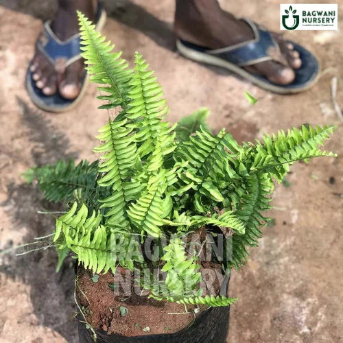 Golden Fern, Golden Fern plant, Nephrolepis Exaltata Tree, Golden Fern Tree, Nephrolepis Exaltata Tree Plant, Golden Fern in Bulk,