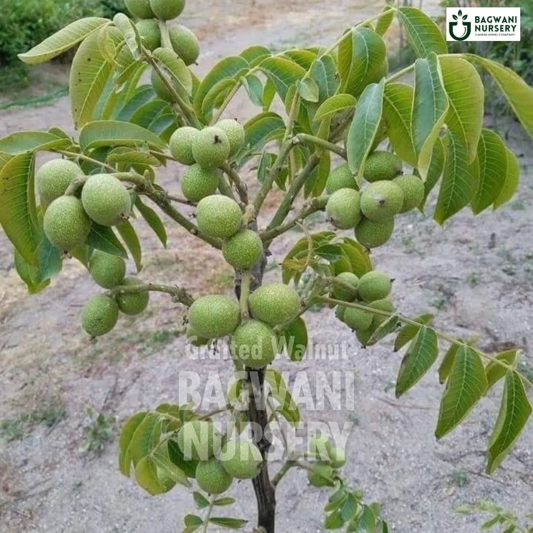Grafted Walnut tree Supplier, Juglans Regia, Grafted Walnut tree Supplier in India, Wholesale Grafted Walnut, Wholesale Grafted Walnut Supplier, Grafted Walnut Tree, Best Grafted Walnut Nursery, Juglans Regia in India, Bulk Grafted Walnut Supplier, Fruit Tree, Fruit Tree Nursery, Wholesale Fruit Tree Supplier, Best Fruit Tree Nursery in India,