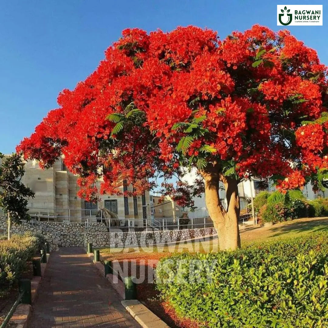 Buy Gulmohar Timber Tree Online | Delonix Regia | Bagwani Nursery