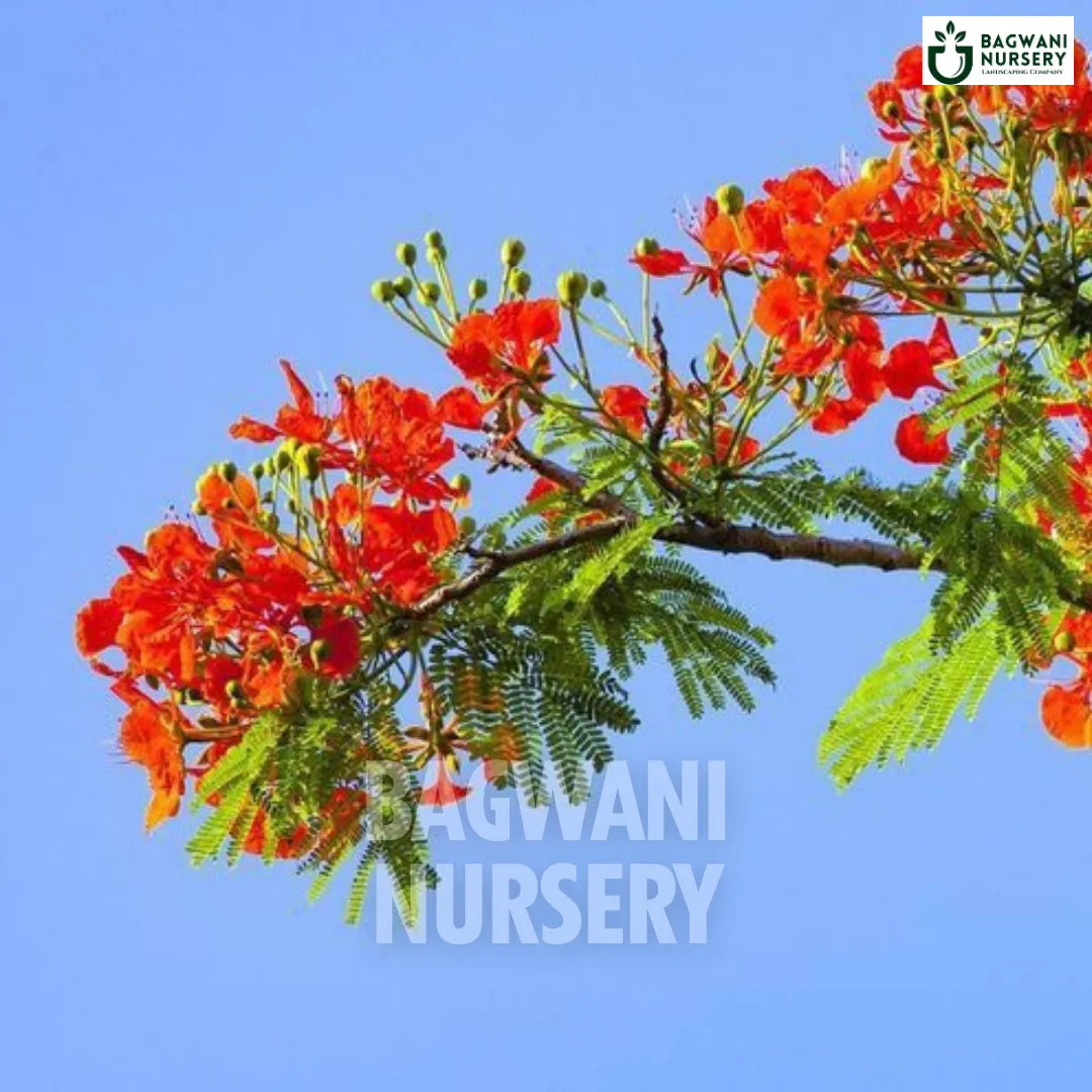 Gulmohar tree Supplier, Delonix Regia, Gulmohar Supplier in India, Wholesale Gulmohar, Wholesale Gulmohar Supplier, Gulmohar Tree, Best Gulmohar Nursery, Gulmohar in India, Bulk Gulmohar Supplier, Timber Tree, Timber Tree Nursery, Wholesale Timber Tree Supplier, Best Timber Tree Nursery in India,