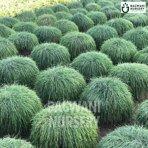 Hanging Casuarina, Hanging Casuarina plant, Casuarina Equisetifolia Hanging Casuarina Tree, Casuarina Equisetifolia Plant, Hanging Casuarina Tree in Bulk,