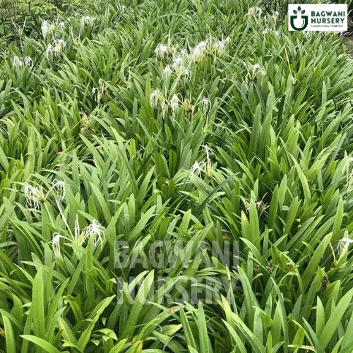 beach spider lily plant Beach Spider Lily | Hymenocallis Littoralis| Bagwani Nursery