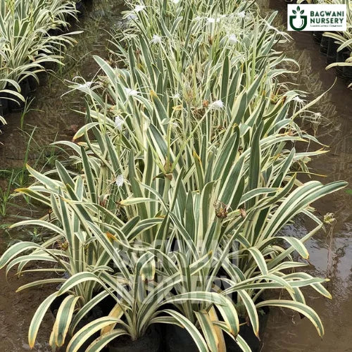 spider lily tree Variegated Beach Spider Lily | Hymenocallis Littoralis Variegata