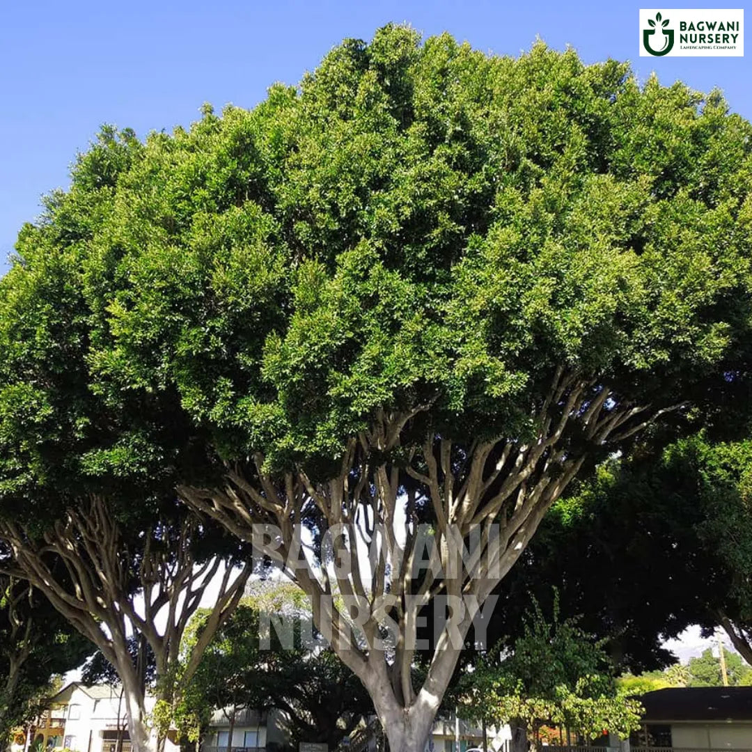 Indian Laurel tree Supplier, Ficus Microcarpa, Indian Laurel tree Supplier in India, Wholesale Indian Laurel, Wholesale Indian Laurel Supplier, Indian Laurel Tree, Best Indian Laurel Nursery, Ficus Microcarpa in India, Bulk Indian Laurel Supplier, Timber Tree, Timber Tree Nursery, Wholesale Timber Tree Supplier, Best Timber Tree Nursery in India,